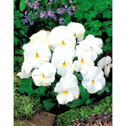 White Giant Pansy seeds - Viola x wittrockiana - 400 seeds