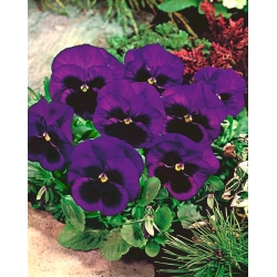 Pansy Bergwacht seeds - Viola x wittrockiana - 400 seeds