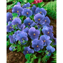 Pansy Inspire True Blue seeds - Viola x wittrockiana - 400 seeds