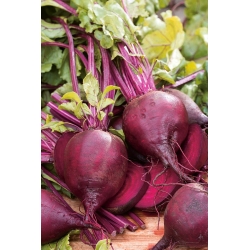 BIO Παντζάρι "Detroit 2" - ταινία σπόρων - πιστοποιημένοι βιολογικοί σπόροι - 