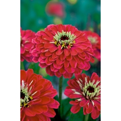 Zínnia élegans - semillas