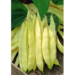 Haricot - Bis - Phaseolus vulgaris L. - graines