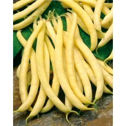 Haricot - Polka - 125 graines - Phaseolus vulgaris L.