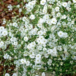 White annual baby's breath, showy baby's breath - 2800 seeds