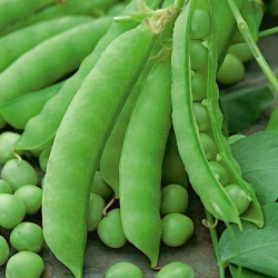 Wrinkled Pea Gloriosa seeds - Pisum sativum