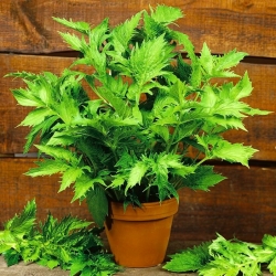 Valeriana comune - 280 semi - Valeriana officinalis