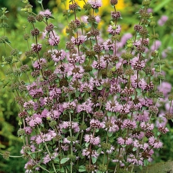 النعناع. Pennyrile ، النعناع Squaw - 1500 البذور - Mentha longifolia - ابذرة