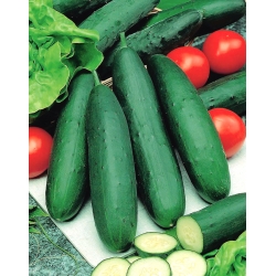 Cetriolo - Ines F1 - serra - 35 semi - Cucumis sativus