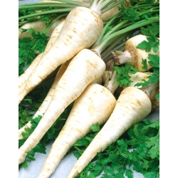 Perejil - Osborne - 3000 semillas - Petroselinum crispum