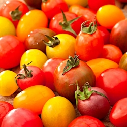 بذور الطماطم المختلطة - Lycopersicon esculentum - Solanum lycopersicum  - ابذرة