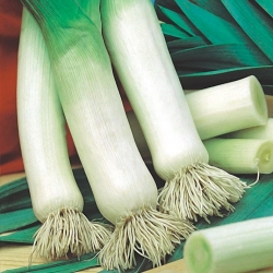 Leek "Tango" - thick pseudostems, resistant to frost up to -10°C - 320 seeds