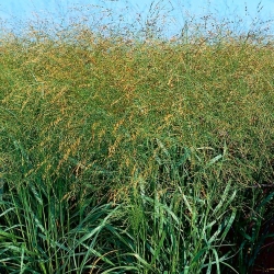 Prosa - dzeltens - 1 kg - Panicum miliaceum - sēklas