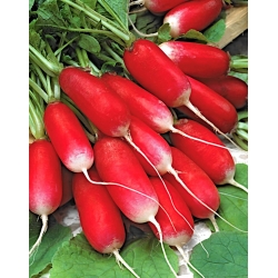 BIO Redis "Flamboyant 2" - piklikud juured - sertifitseeritud maheseemned - 