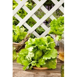 Sveža ledena solata "Maugli" - za vse leto - 900 semen - Lactuca sativa L.  - semena