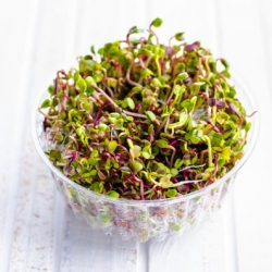 Ravanello - Raphanus sativus L. - semi