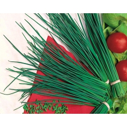 Ciboulette - Wulkan - 850 graines - Allium schoenoprasum L.