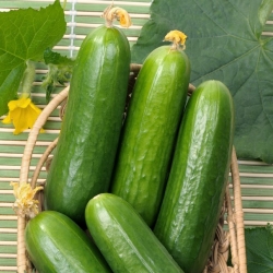 Cetriolo - Iwa - 35 semi - Cucumis sativus