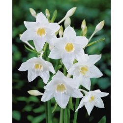 यूचरिस अमेजनिका, अमेजन लिली - 