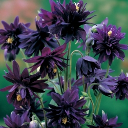 Aquilegia, Columbine, Granny's Bonnet Black Barlow