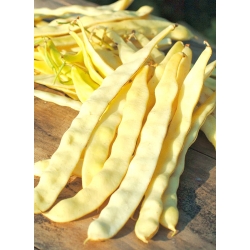 Francuski grah 'Goldmarie' - široke mahune - 100 g -  Phaseolus vulgaris - sjemenke