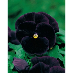 Pansy Black King seeds - Viola x wittrockiana - 320 seeds