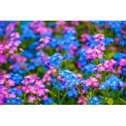 Nontiscordardime alpini - rosa e blu, un insieme di semi di due varietà - 