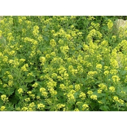 Baltās sinepes "Maryna" - 0,5 kg - 