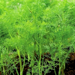 Garden dill "Samson" - repeated bundle harvest, blue-green variety