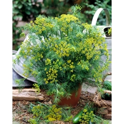 Dill - Monarch - Rapid Growth, Perfectly Aromatic - Fresh Seeds