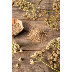 Anice comune - 200 semi - Pimpinella anisum