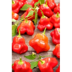 Hot chilli pepper "Okrasny zvonek"