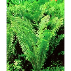 Athyrium - Ostrich Plume