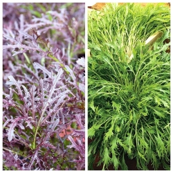 Mizuna - set di semi di 2 varietà di piante vegetali - 