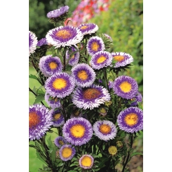 چشمه چینی "Blue Moon" - 250 دانه - Callistephus chinensis 