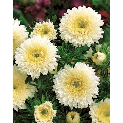 Duchess aster "Milena" - putih - Callistephus chinensis  - benih