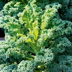Kale "Cadet" - tall with strongly curled leaves - 600 seeds
