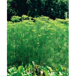 حديقة الشبت "تيترا" - أفضل تشكيلة للحصاد الأخضر في وقت مبكر - 2800 بذور - Anethum graveolens L. - ابذرة