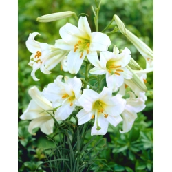 Giglio - Regale - Lilium