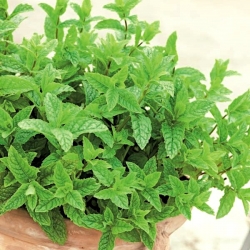 Spearmint; Garden mint, Common mint,  Lamb mint, Mackerel mint - 1200 seeds