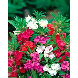 Balsam Garden - مخلوط دانه؛ گل رز - Impatiens balsamina