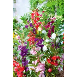 גן Balsam, זרעי Jewelweed - impatiens balsamina - 100 זרעים