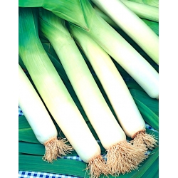 Leek "Starozagorsky Kamush" - early variety - 320 seeds