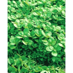 Baby Leaf - Common purslane; verdolaga, red root, pursley