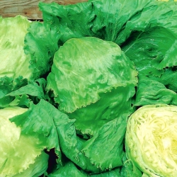 Lechuga iceberg - Juleczka - Lactuca sativa L.  - semillas