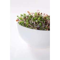 発芽種子-白キャベツ - 