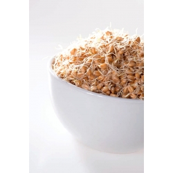 Búza hajtások -  - magok