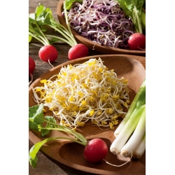 BIOもやし種子 - 大根 - 認定有機種子 -  1700種子 - Raphanus sativus L. - シーズ