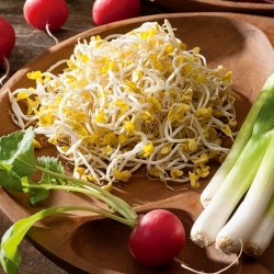 BIOもやし種子 - 大根 - 認定有機種子 -  1700種子 - Raphanus sativus L. - シーズ