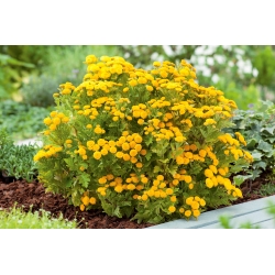 دانه های طلایی Feverfew - Chrysanthemum parthenium fl.pl. Goldball - 3250 دانه - Chrysanthemum parthenim