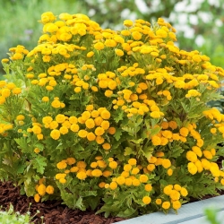 دانه های طلایی Feverfew - Chrysanthemum parthenium fl.pl. Goldball - 3250 دانه - Chrysanthemum parthenim